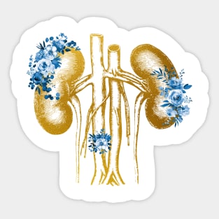 Kidneys anatomy Sticker